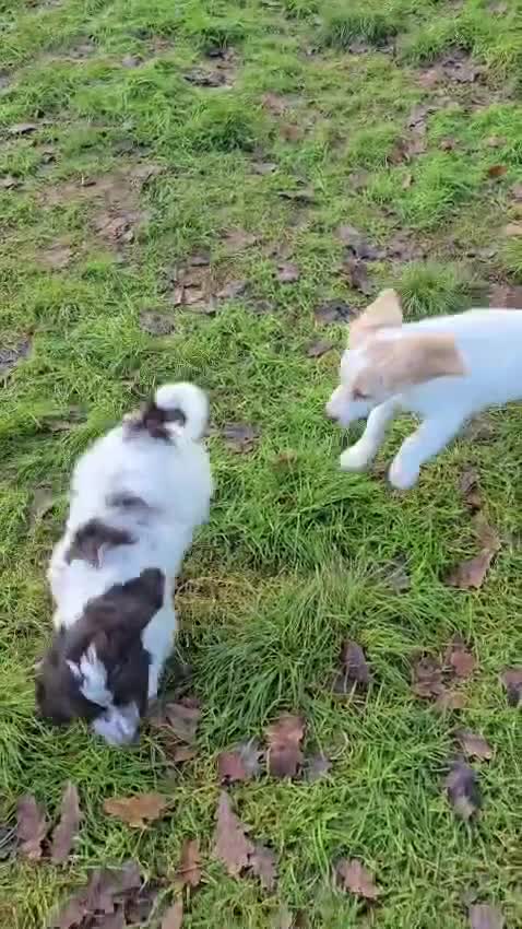 Cockapoo dogs for sale: Quality Cockapoo Puppies Licenced Domestic Breeder - Video 1