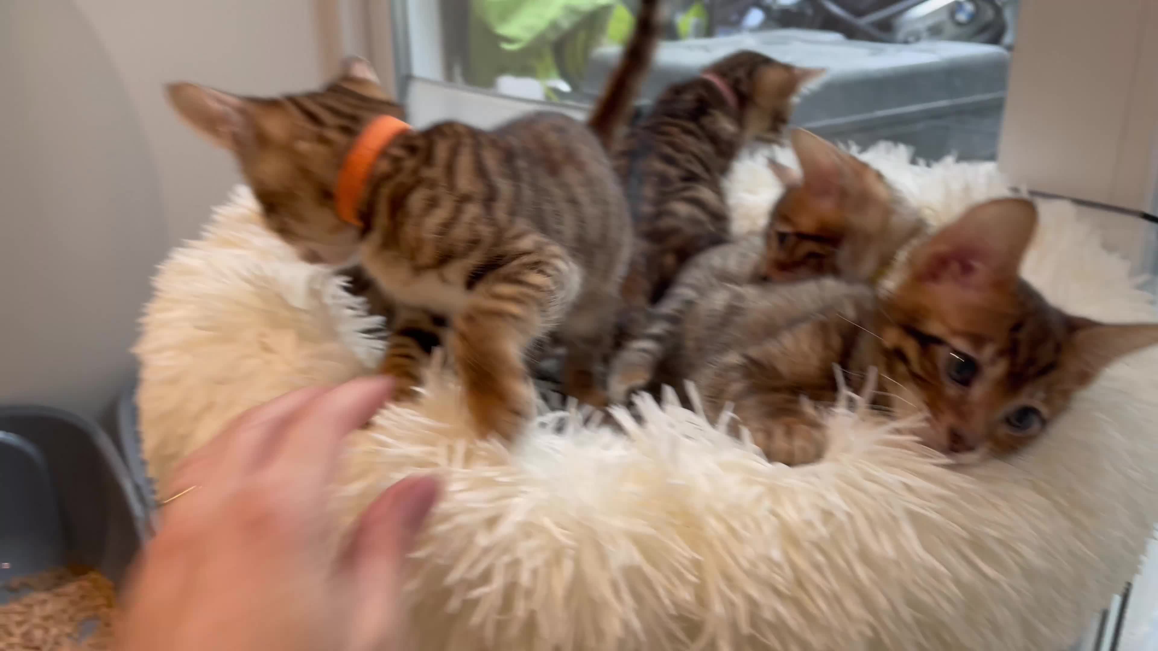 Toyger cats for sale: Full Pedigree Toyger Kittens Last Litter of 2025 - Video 3