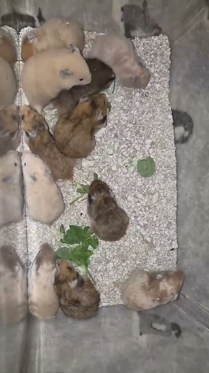 Hamster rodents for sale: Pedigree Syrian Hamster Pups - Video 1