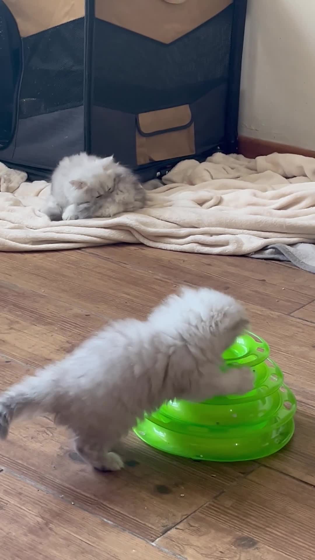 Persian cats for sale: Persian silver chinchilla kittens  - Video 1