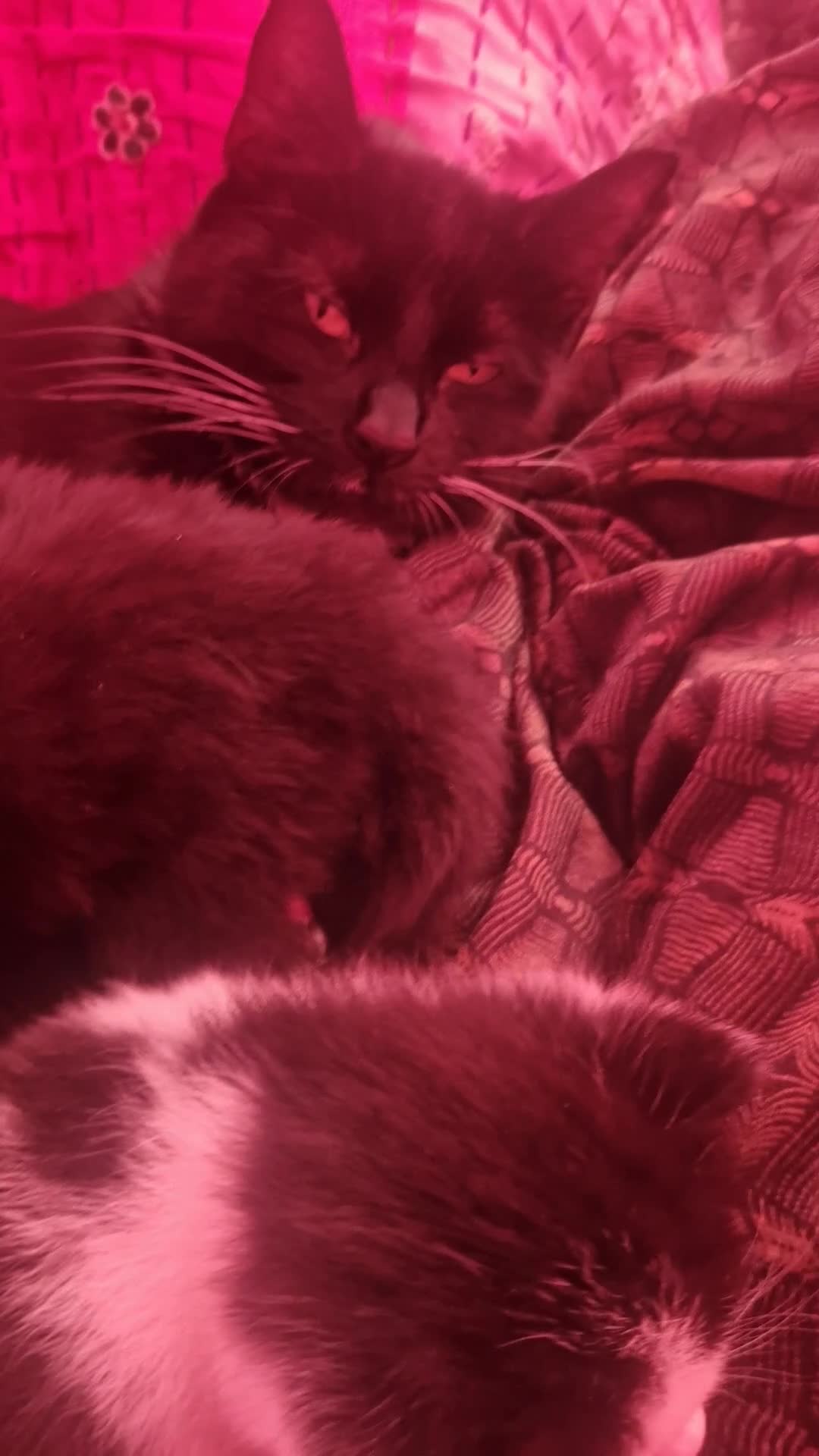 British Shorthair cats for sale: 4 beautiful kittens are ready for new home🏡  in London - Video 1