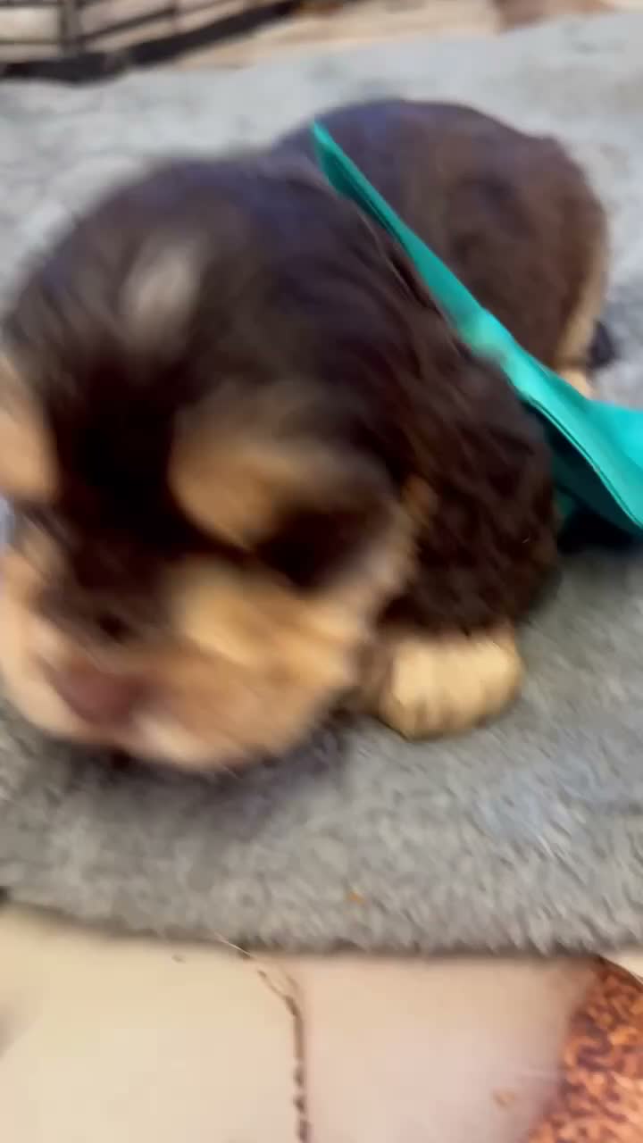 Cocker Spaniel dogs for sale: Show cocker spaniel  - Video 1
