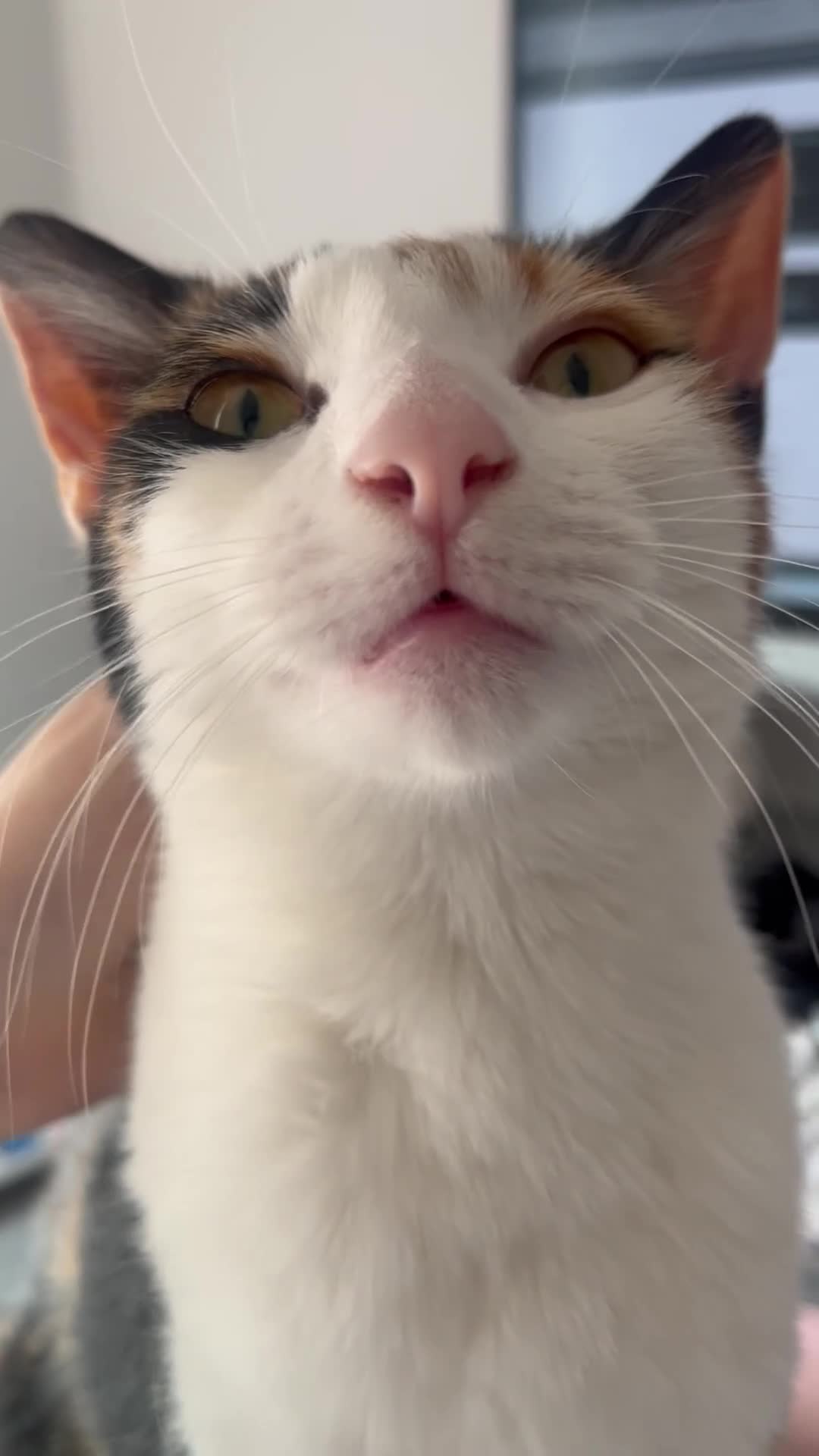 Mixed Breed cats for sale: Affectionate Calico Kitten - Video 1