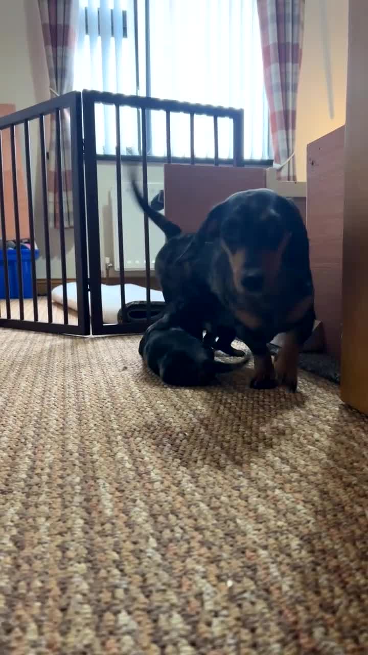 Miniature Dachshund dogs for sale: Miniature smooth haired dachshunds  - Video 1