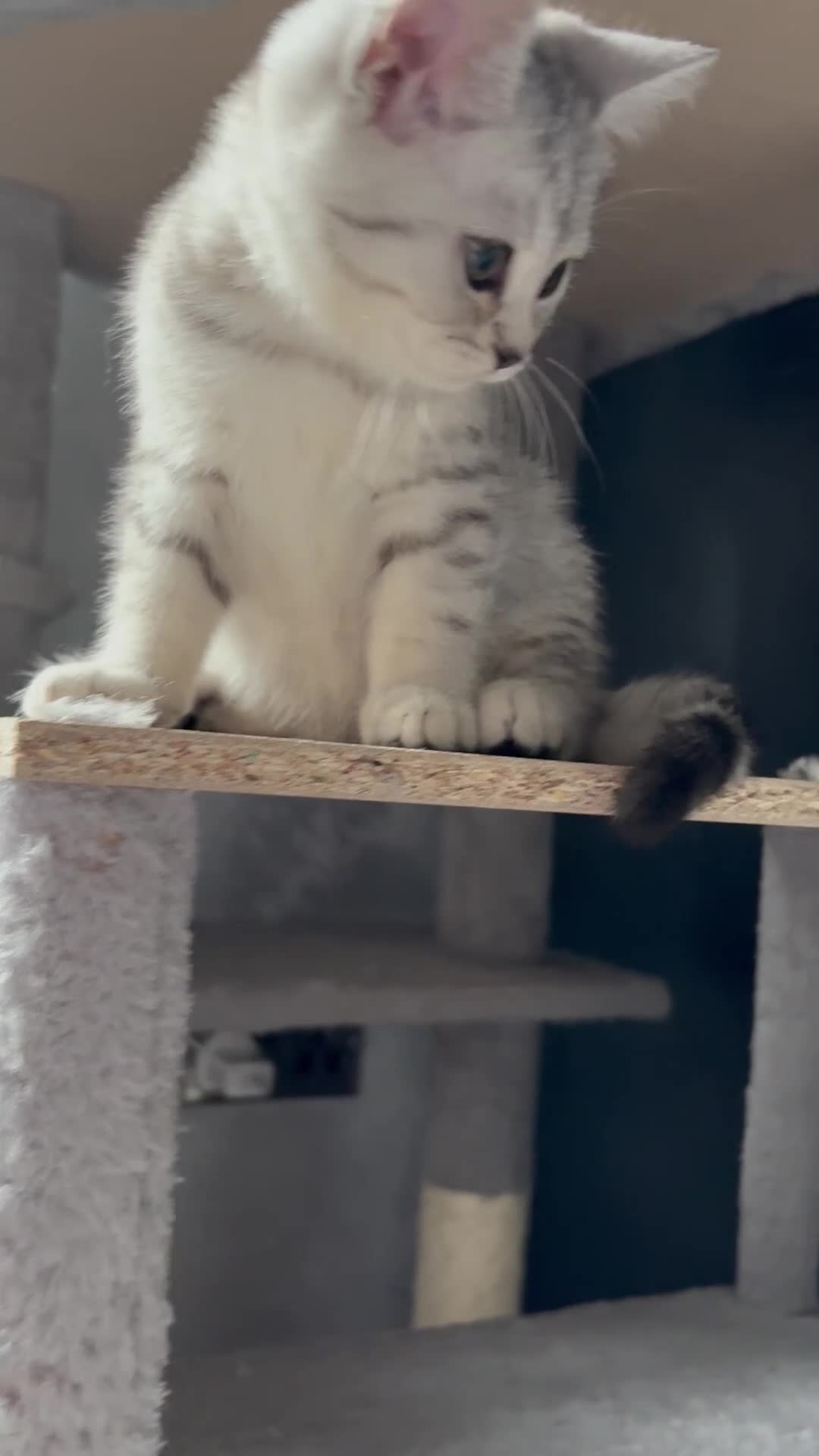 Scottish Fold cats for sale: Scottish fold kittens ready to find new homes - Video 1