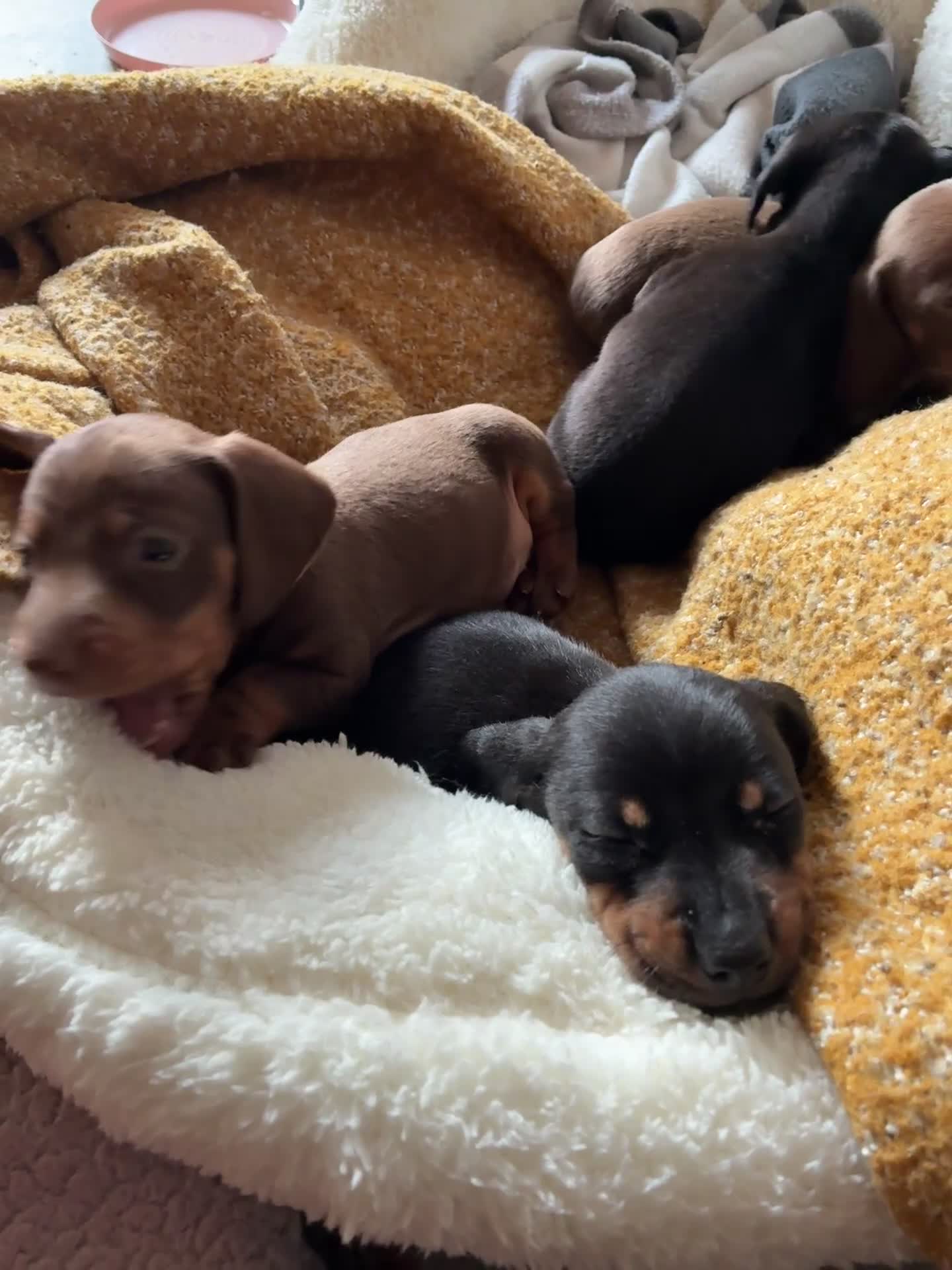 Miniature Dachshund dogs for sale: Beautiful Miniature Dachshund Puppies - Video 1