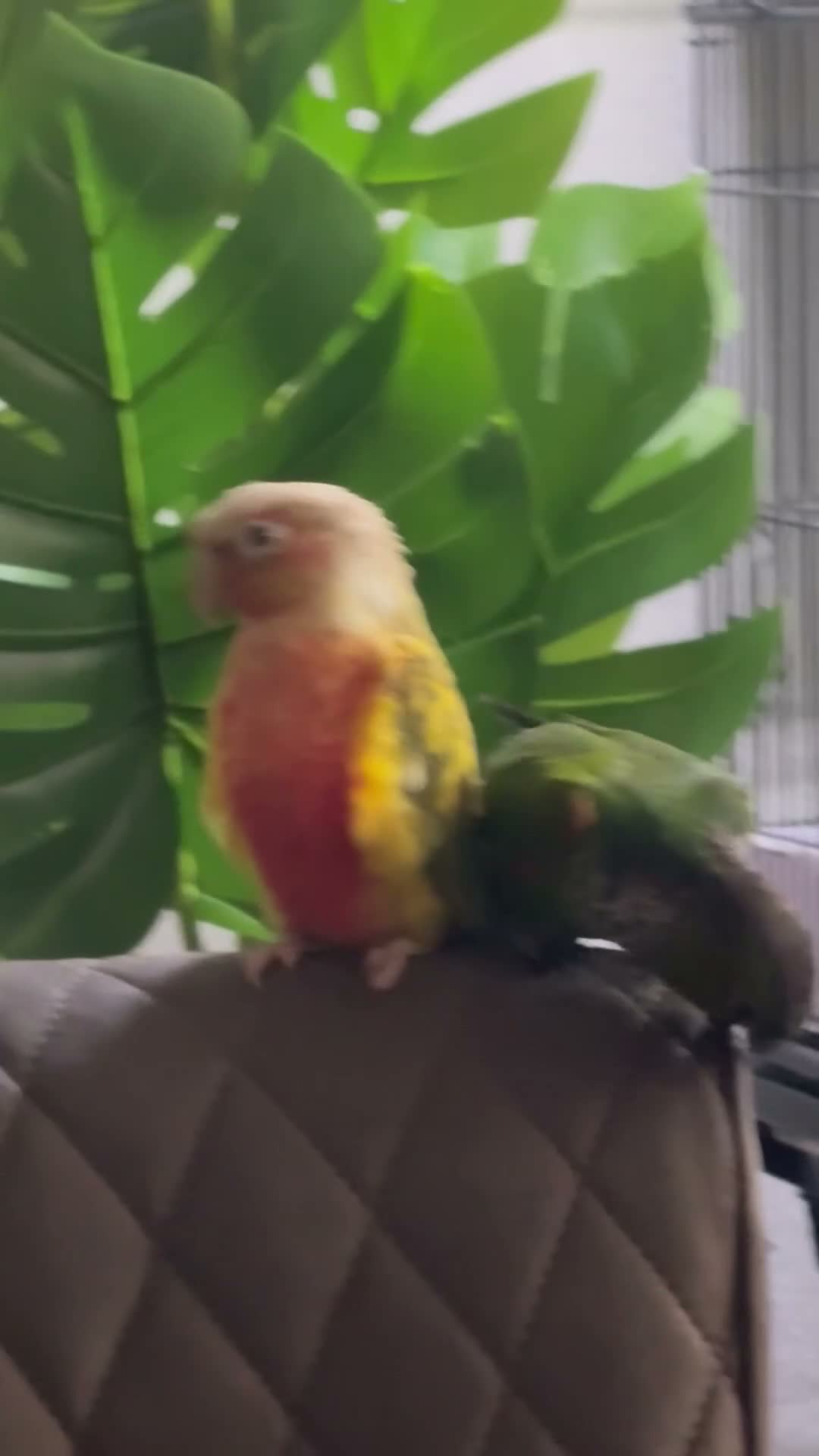 Conures birds for sale: 🦜 Beautiful Conure Pair (Pineapple + Green Cheek) - Video 3