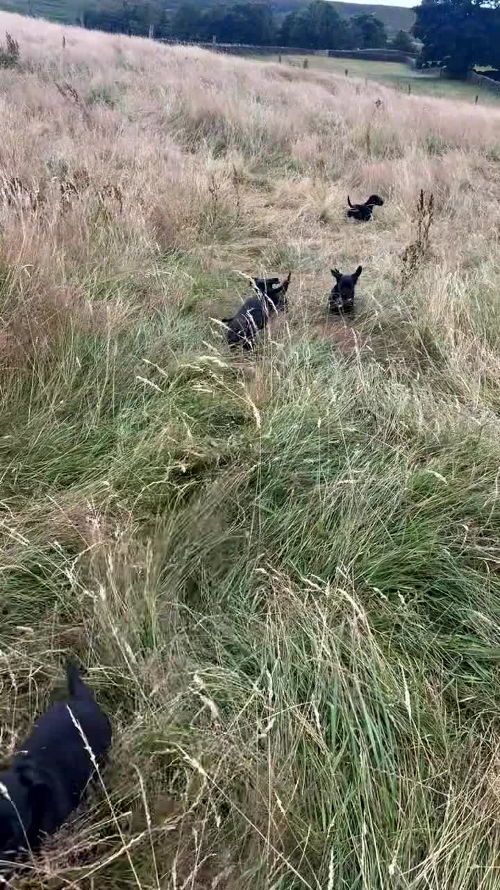 Labrador Retriever dogs for sale: Ready now working Labrador Puppies  - Video 1