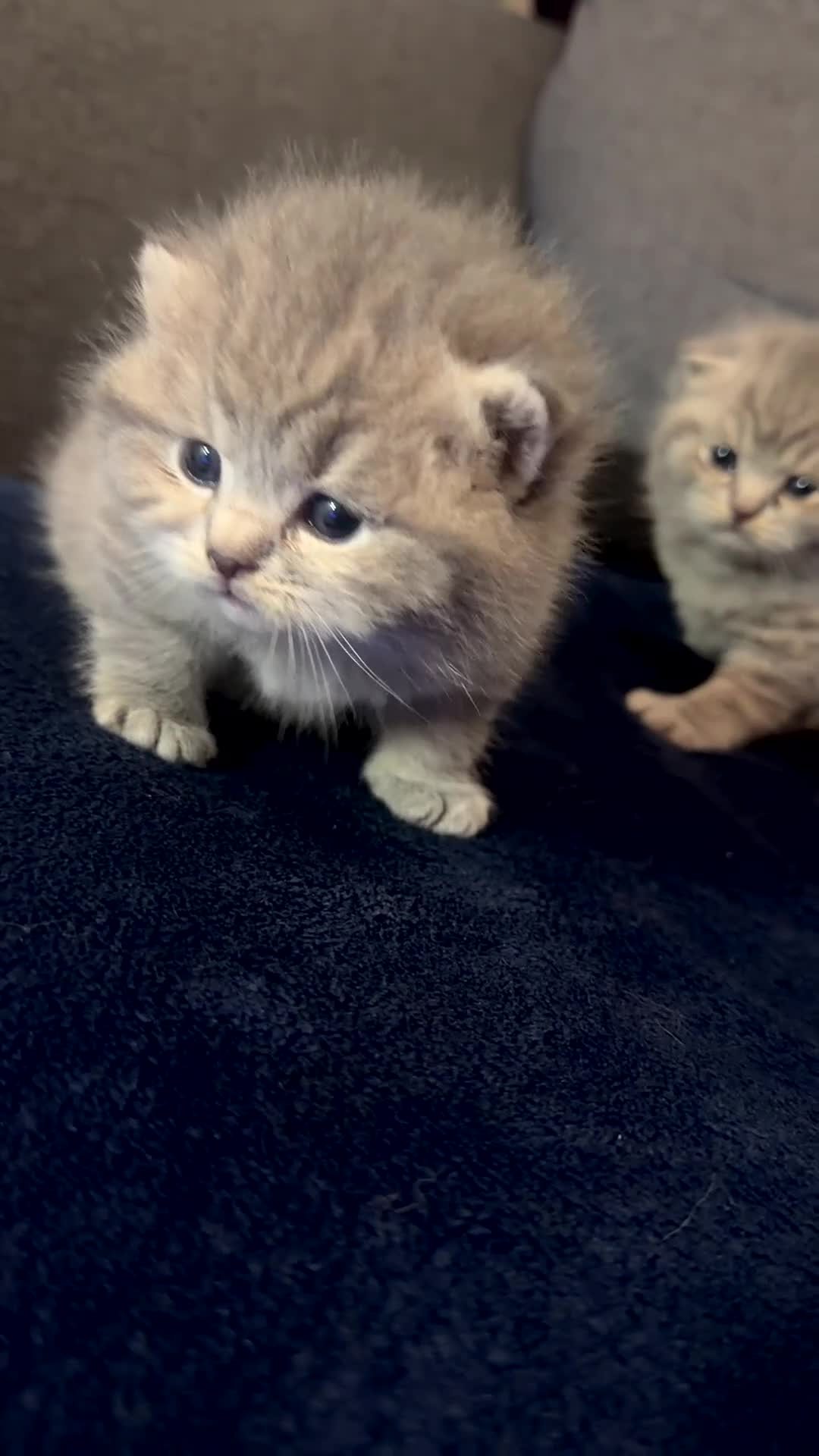 British Shorthair cats for sale: Stunning British Shorthair Kittens  - Video 5