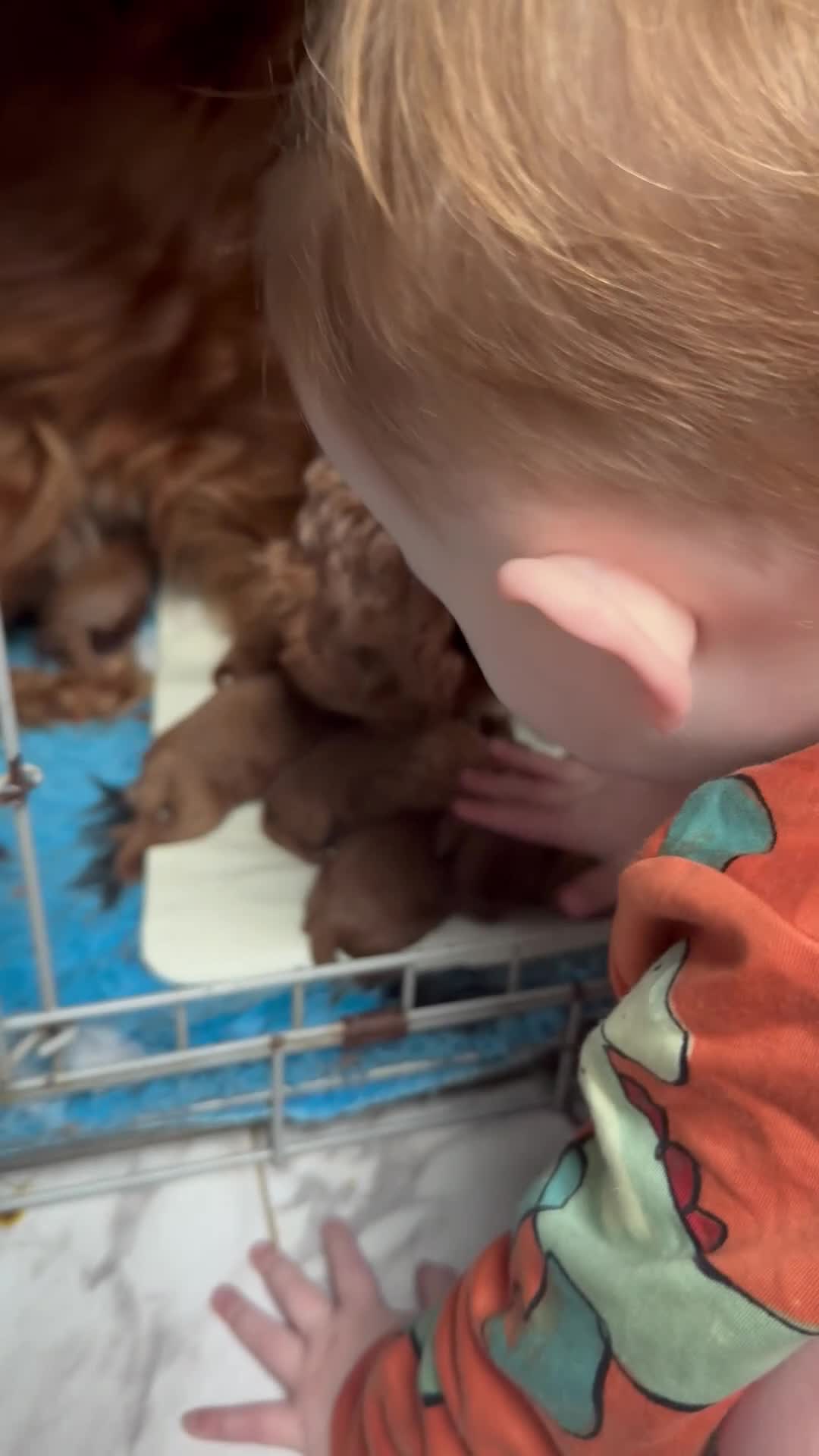 Cavapoo dogs for sale: Beautiful F1 Red Cavapoos- Health Tested - Video 1