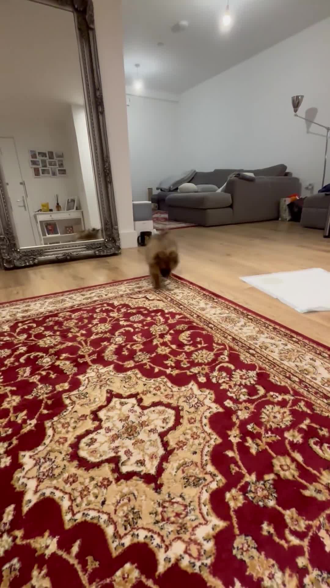 Pomeranian dogs for sale: 🐾 Stunning Male Pomeranian Puppy – £1,750 🐾 - Video 3