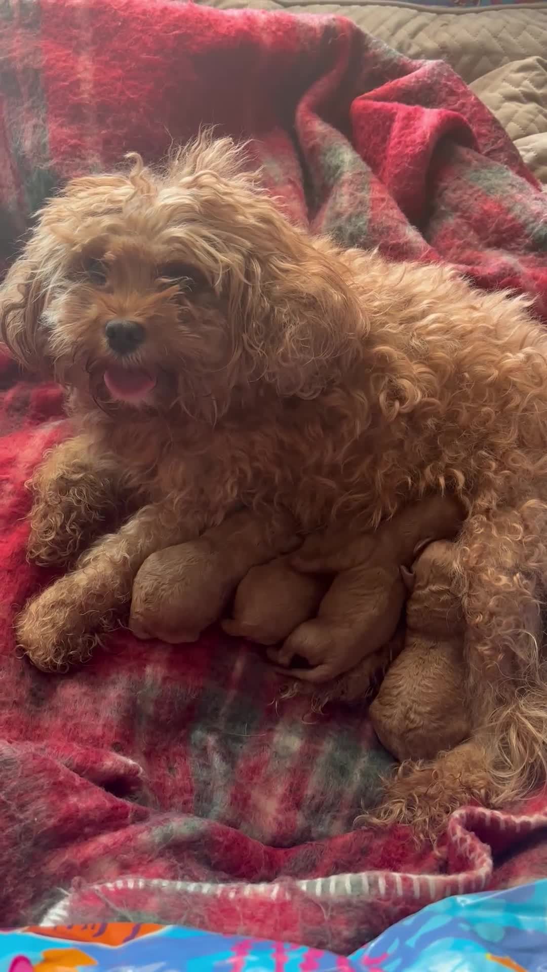 Cavapoo dogs for sale: F1B Red Toy Cavapoos- Health Tested  ************  - Video 1