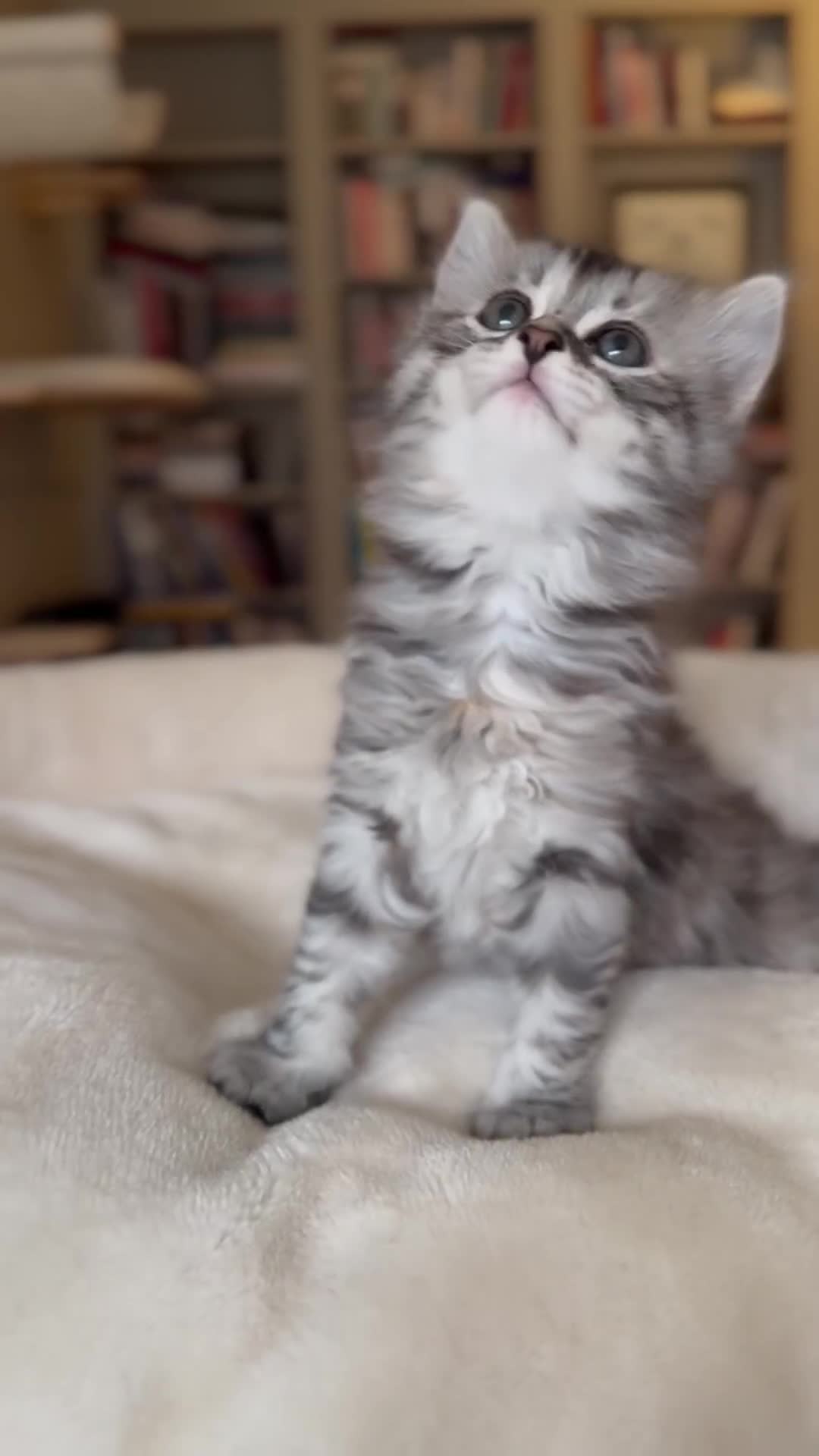 Siberian cats for sale: Traditional Siberian Kittens - 2 Girls Available - Video 2