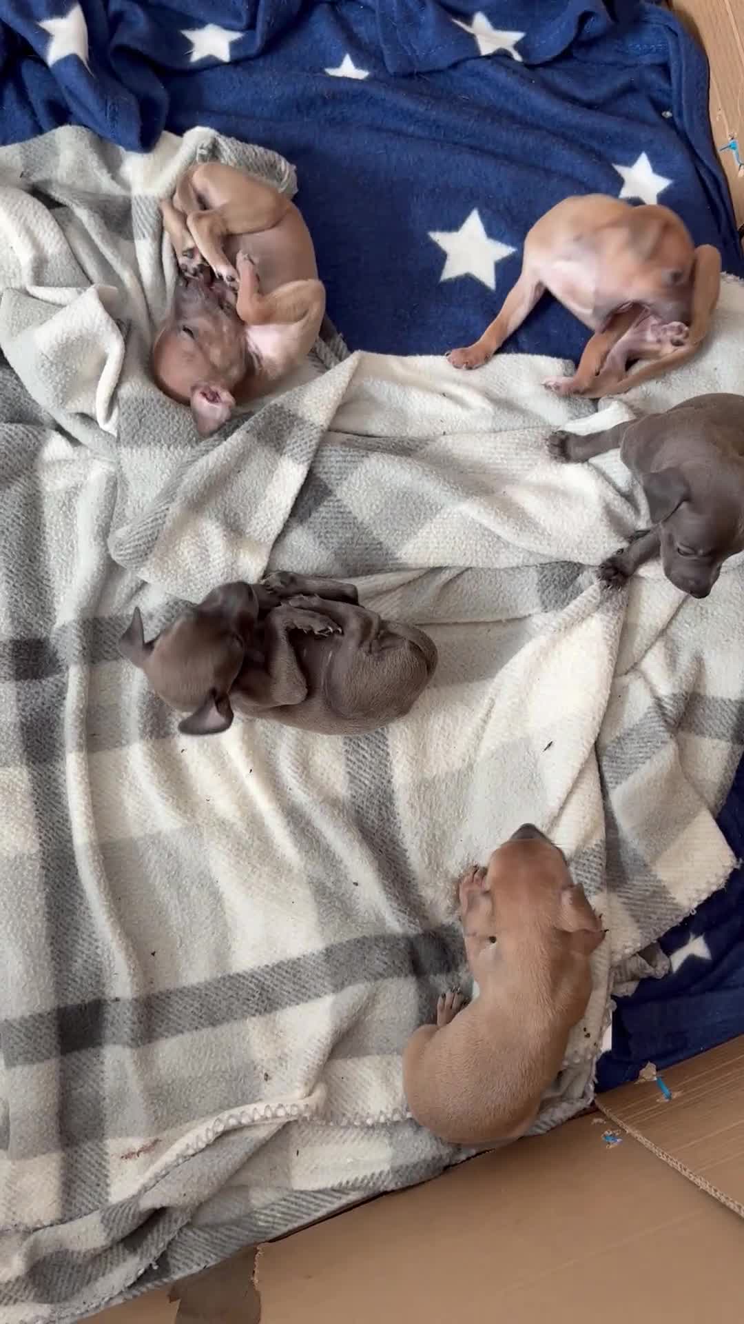 Italian Greyhound dogs for sale: Italian greyhound puppies  - Video 1