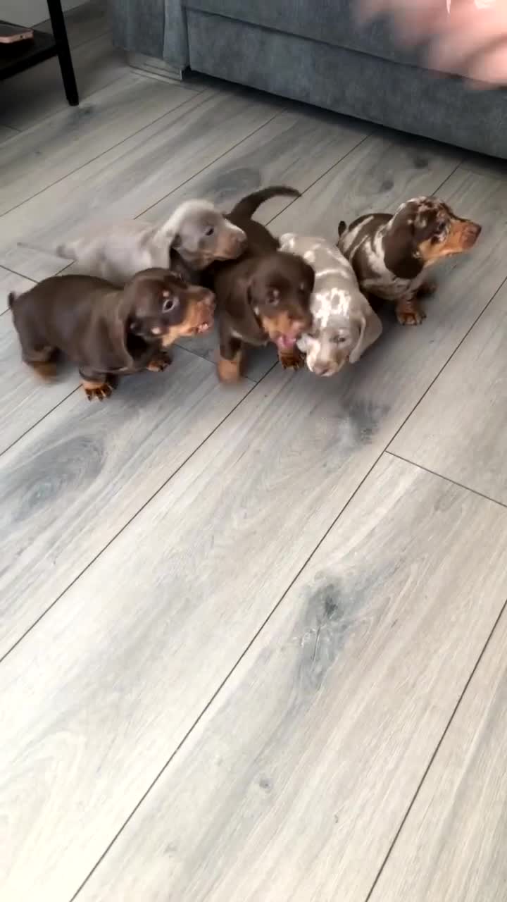 Dachshund dogs for sale: AMAZING dachshund puppys - Video 1