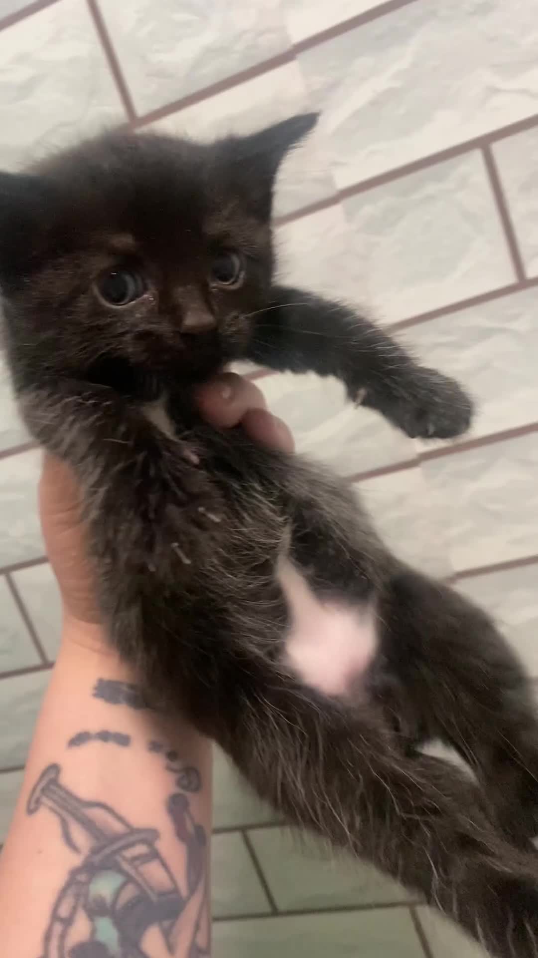 Mixed Breed cats for sale: Half bengal half domestic kittens  - Video 1