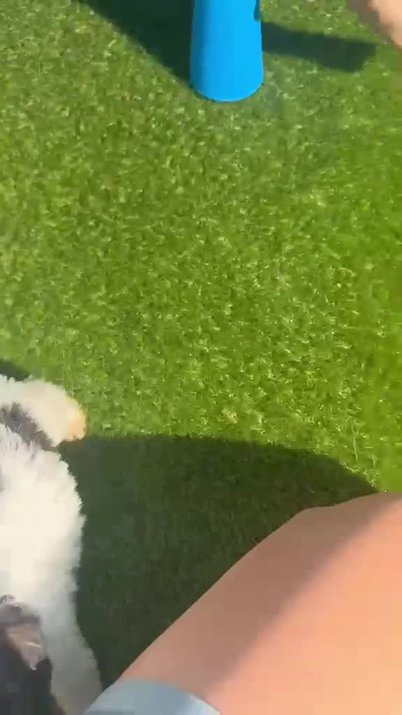 Fox Terrier dogs for sale: Beautiful Fox Terrier Puppies Available  - Video 1