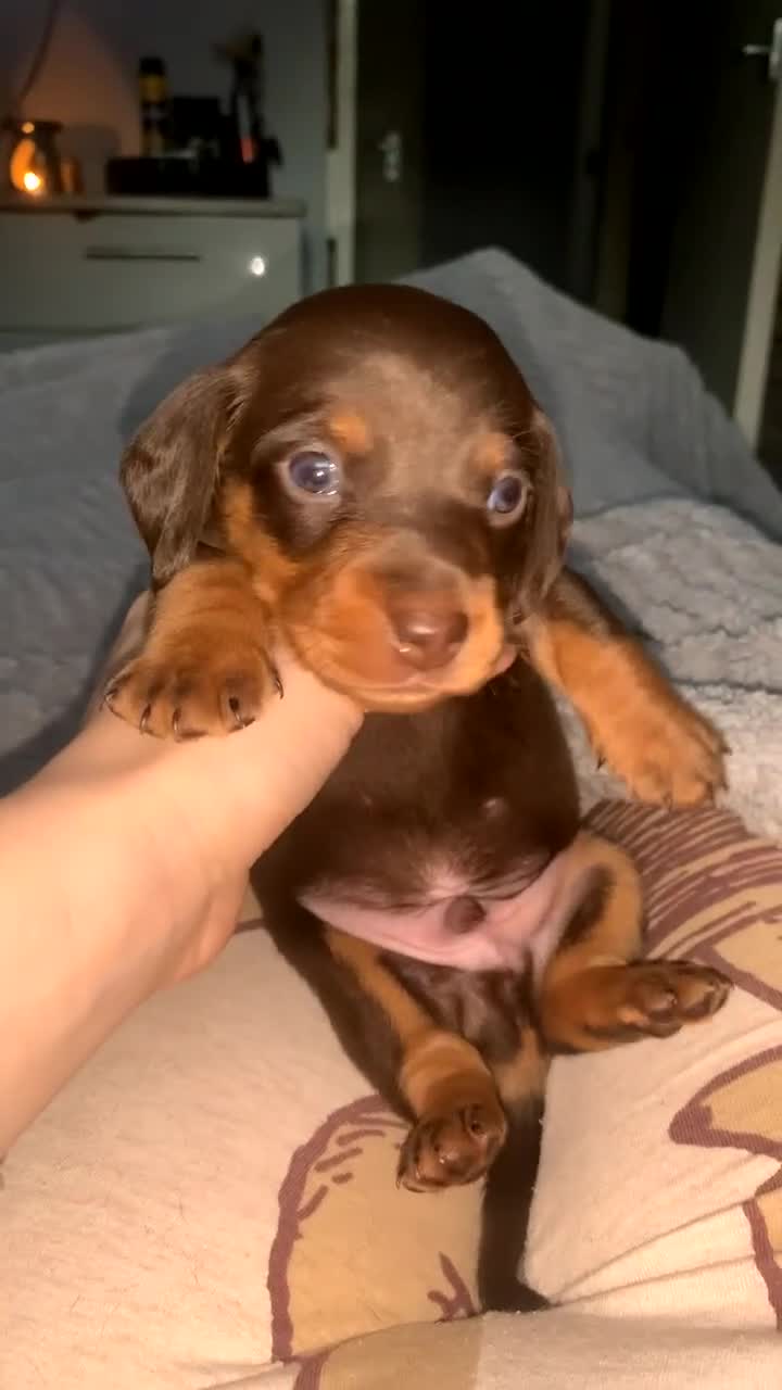 Miniature Dachshund dogs for sale: Miniature dachshunds for sale  - Video 1