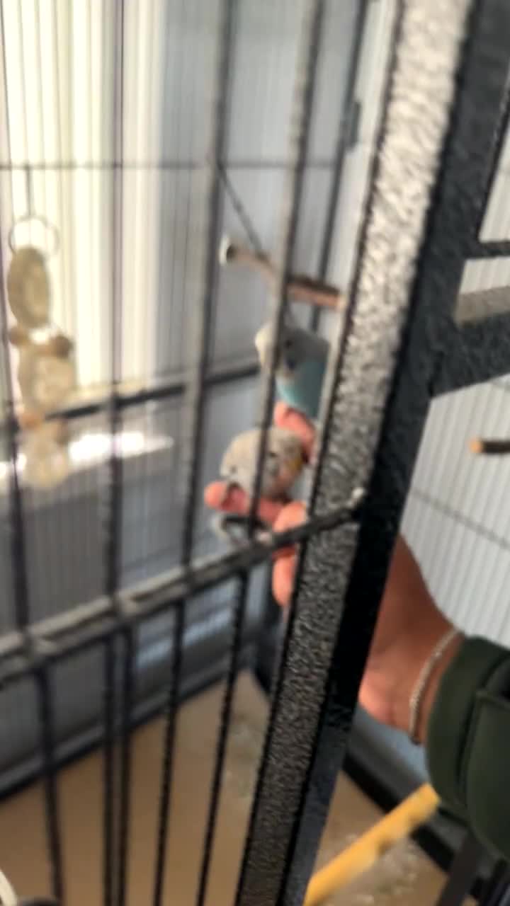 Budgerigars birds for sale: Budgie pair and cage bundle  - Video 2