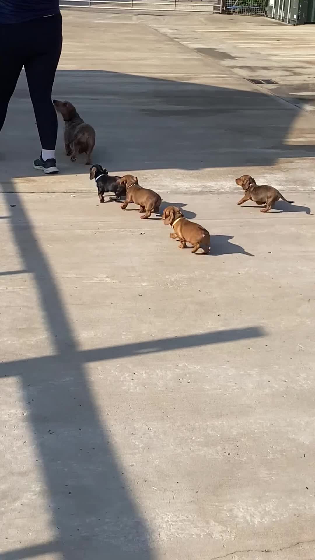 Miniature Dachshund dogs for sale: Quality Dachshund puppies - Video 1