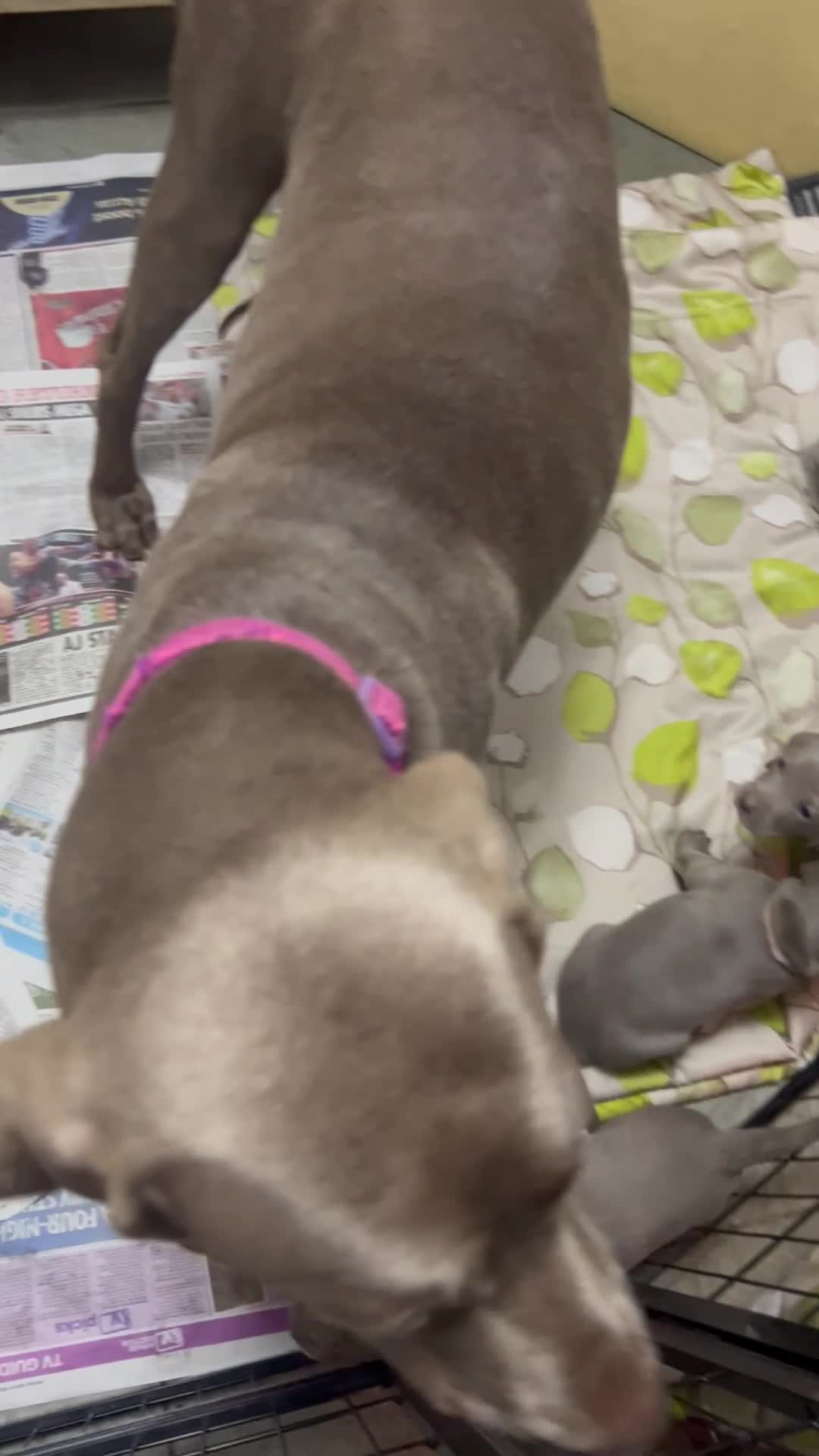 Weimaraner dogs for sale: Kc registered Silver Weimaraner puppies for sale  - Video 2