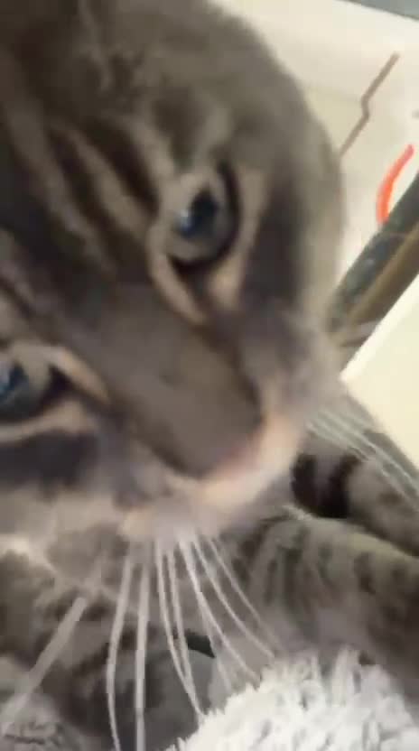 Mixed Breed cats for adoption: Emotional support cat Ziggy looking for a home in Hook - Video 1