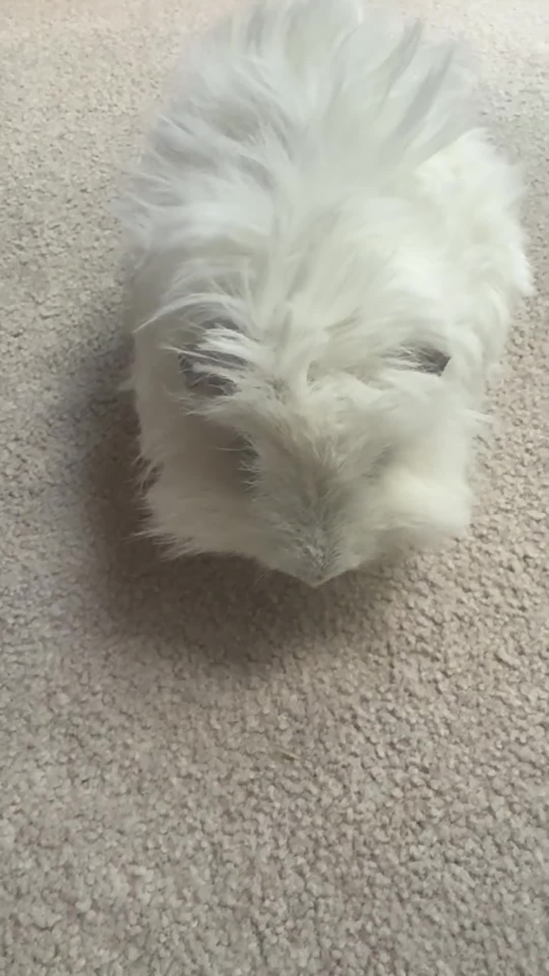 Guinea Pig rodents for sale: 2 purebred bonded male Lunkarya guinea pigs - Video 1