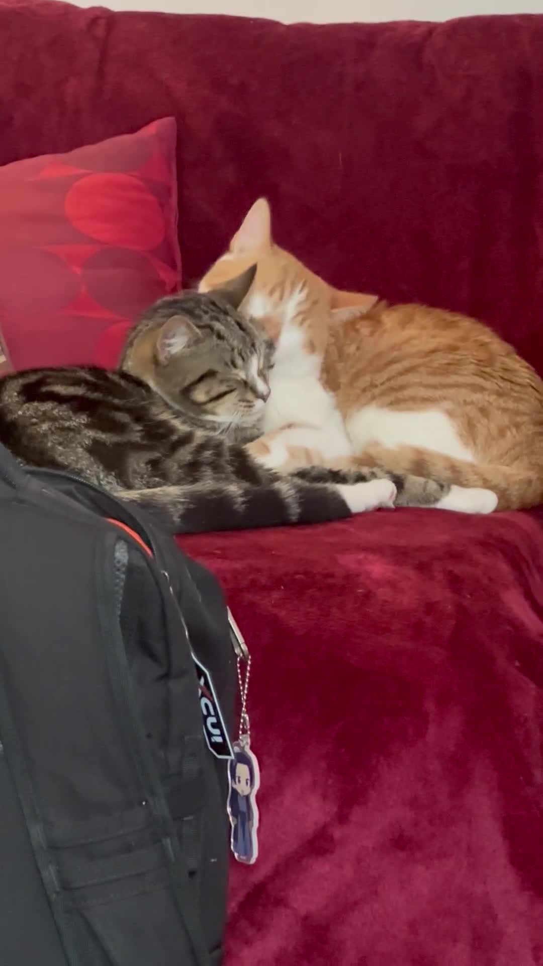 British Shorthair cats for sale: Abandoned bonded pair - Video 1
