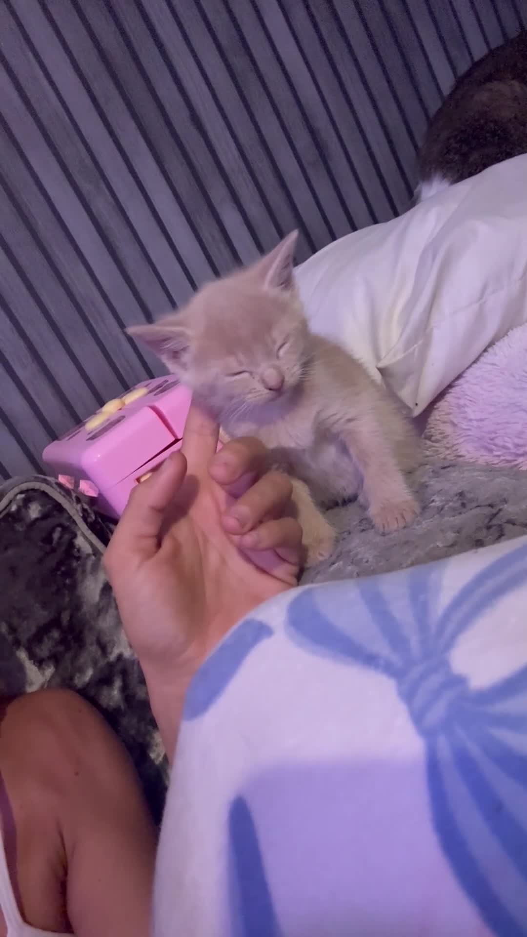 Mixed Breed cats for sale: Kitten’s For Sale - Video 1