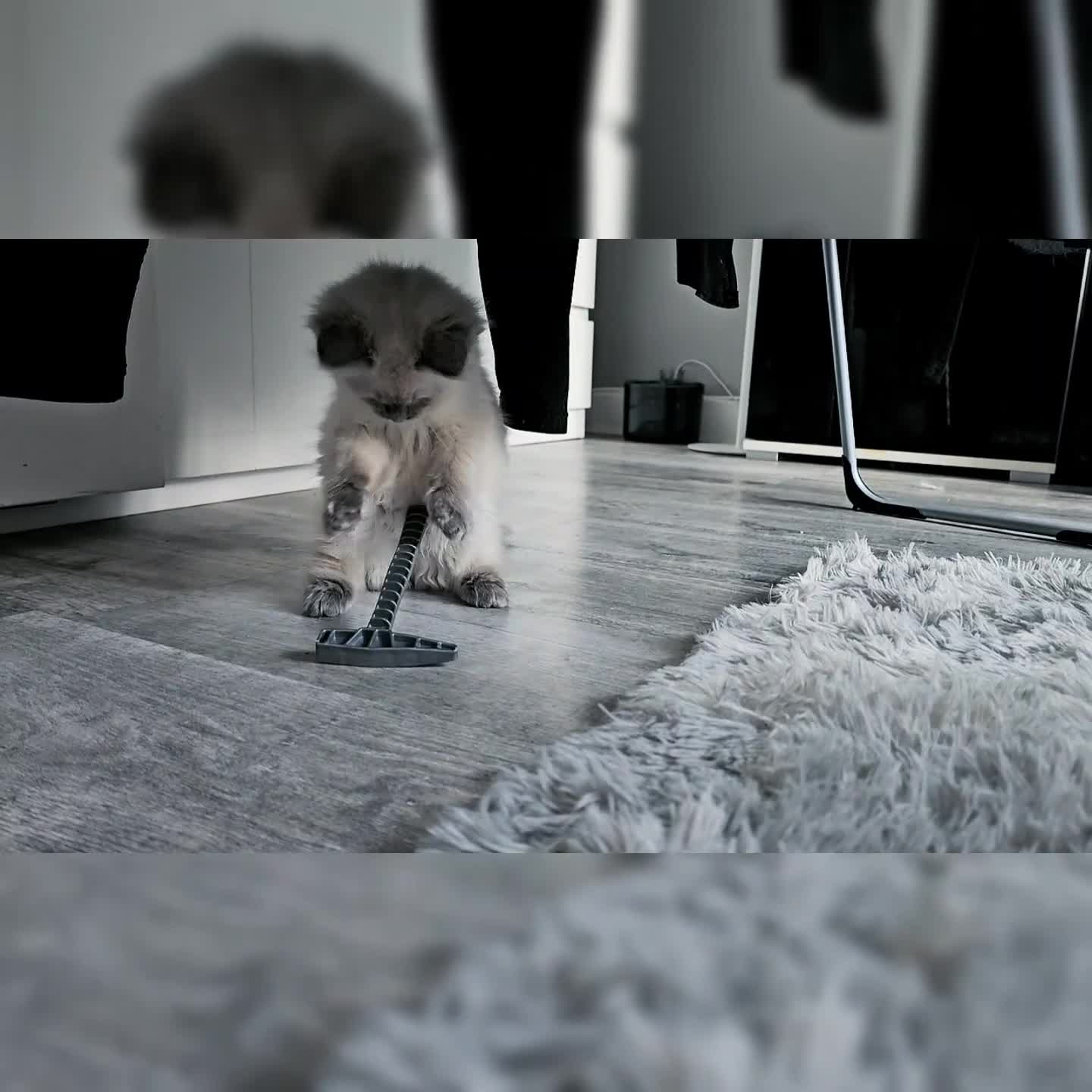 Ragdoll cats for sale: Purebred Ragdoll Girl - Video 1