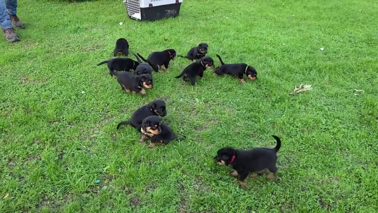 Mixed Breed dogs for sale: Beautiful F1B Rottweiler Puppies - Video 1