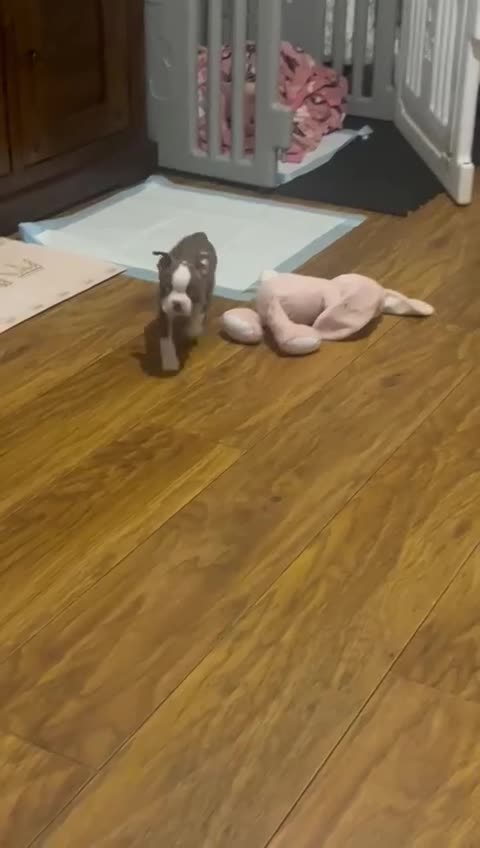 Boston Terrier dogs for stud: Brindle Male Stud - Video 1