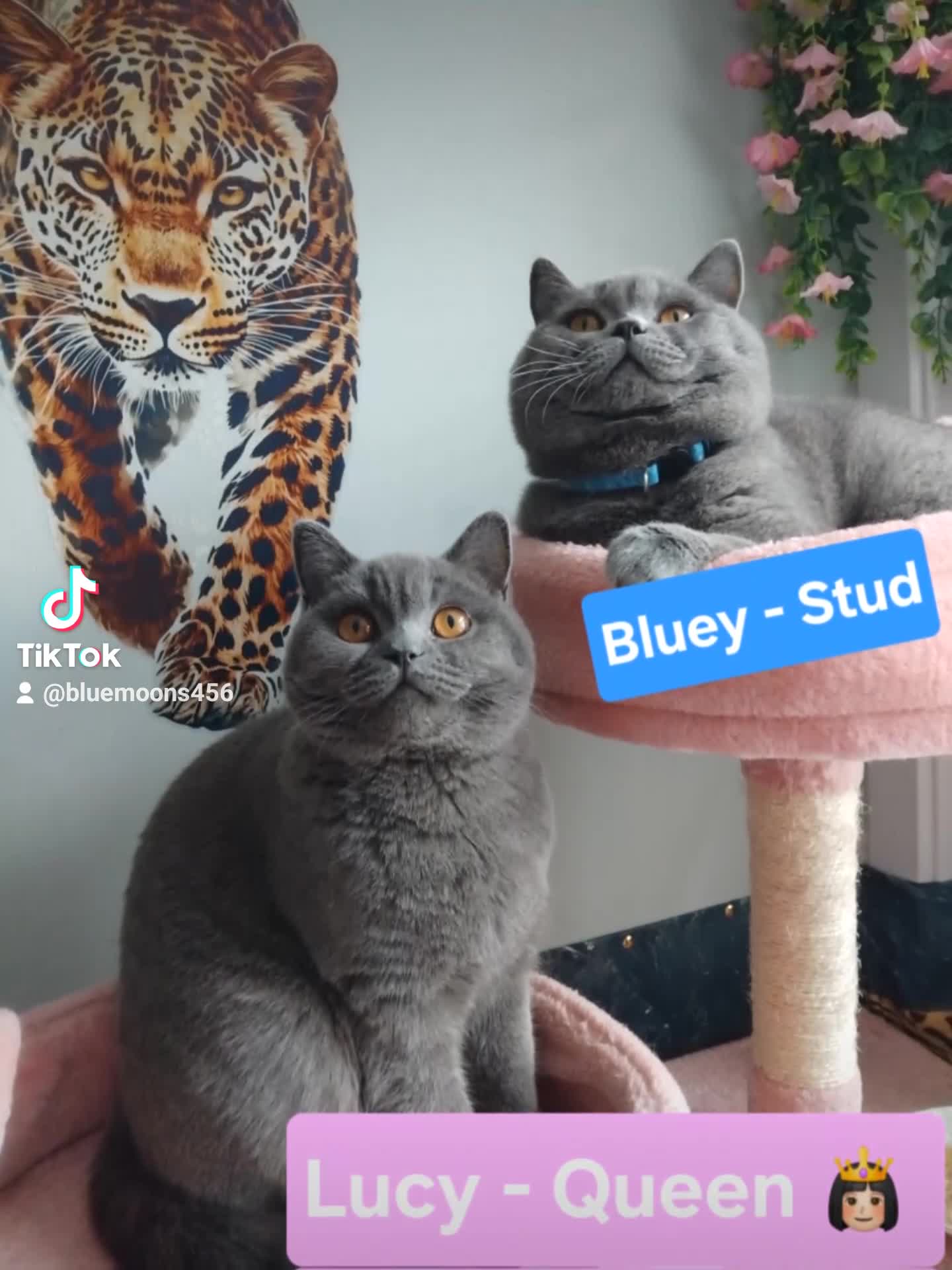 British Shorthair cats for stud: Active GCCF British Shorthair Stud  - Video 2