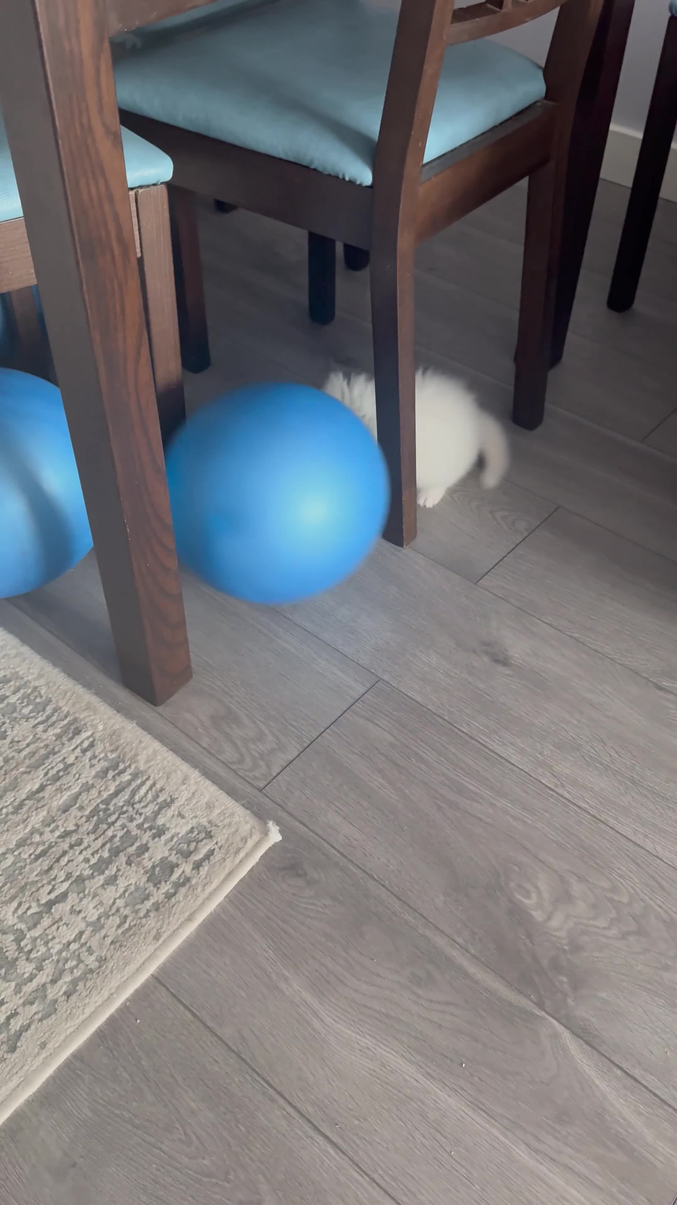 Persian cats for sale: 2 white Gorgeous Persian Boys - Video 1
