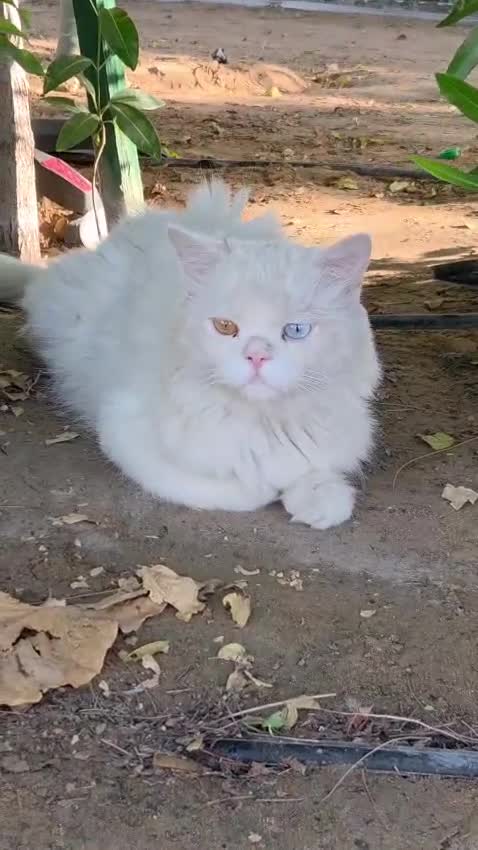 Mixed Breed cats for adoption: Poirot  - Video 1