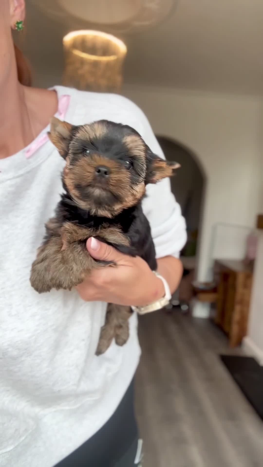 Yorkshire Terrier dogs for sale: Outstanding Show Quality RKC Registered Puppies - Video 2
