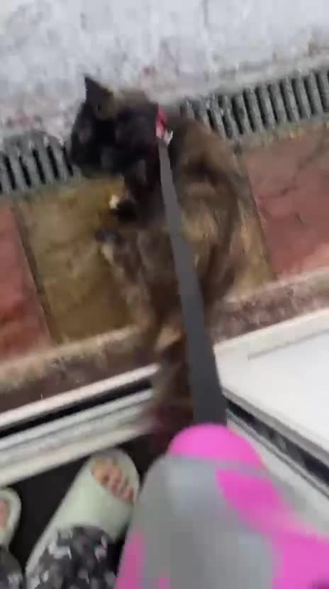 Maine Coon cats for sale: ✨ Stunning White Maine Coon Boy – 10 Months ✨ - Video 1