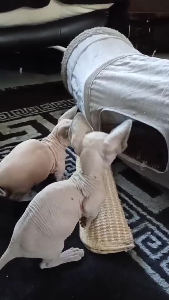 Sphynx cats for sale: Short Leg Munckin Sphinx Kittens(BullyCat) - Video 2