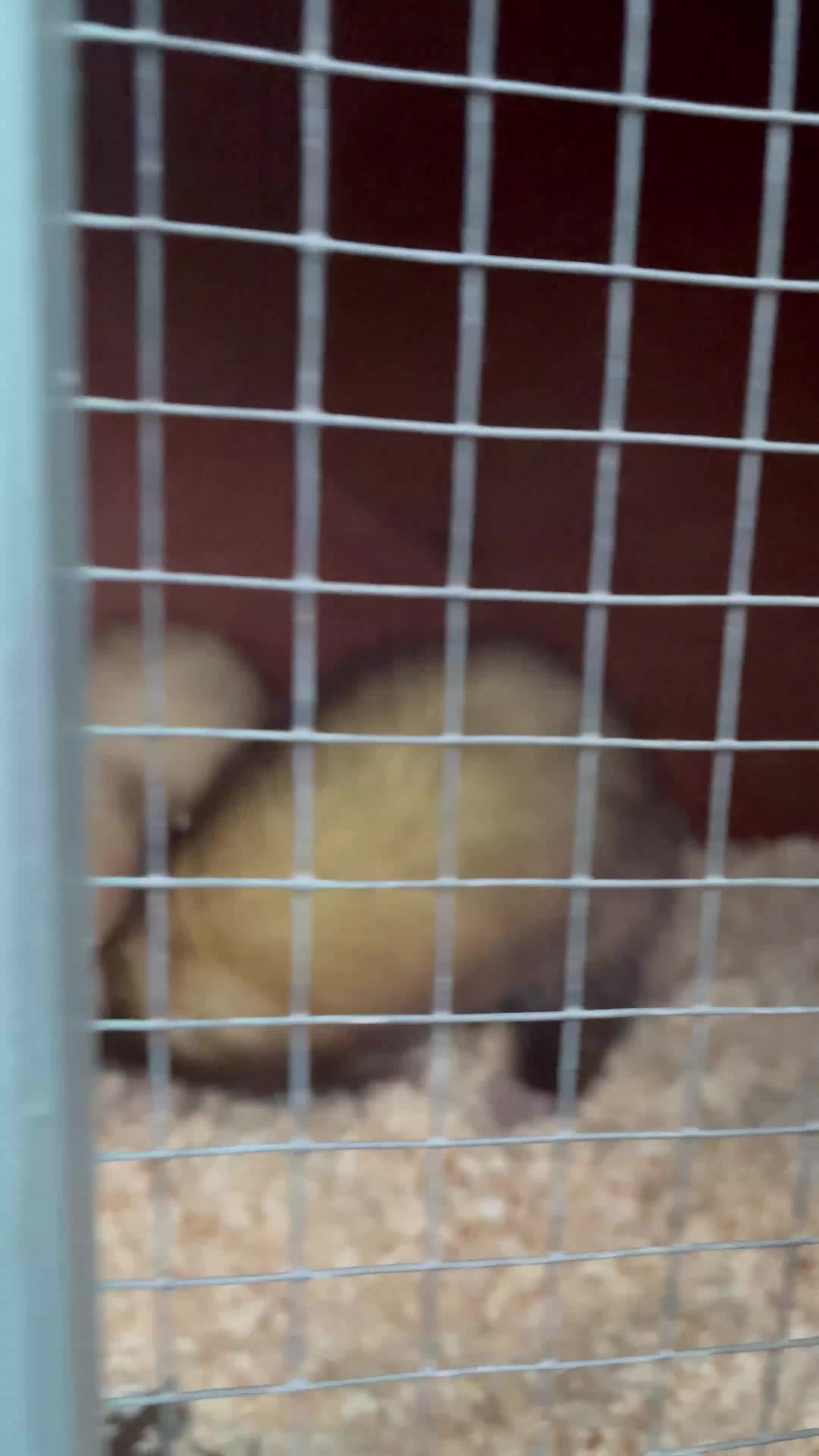 Ferret rodents for sale: Ferret kits for sale in Bristol - Video 1