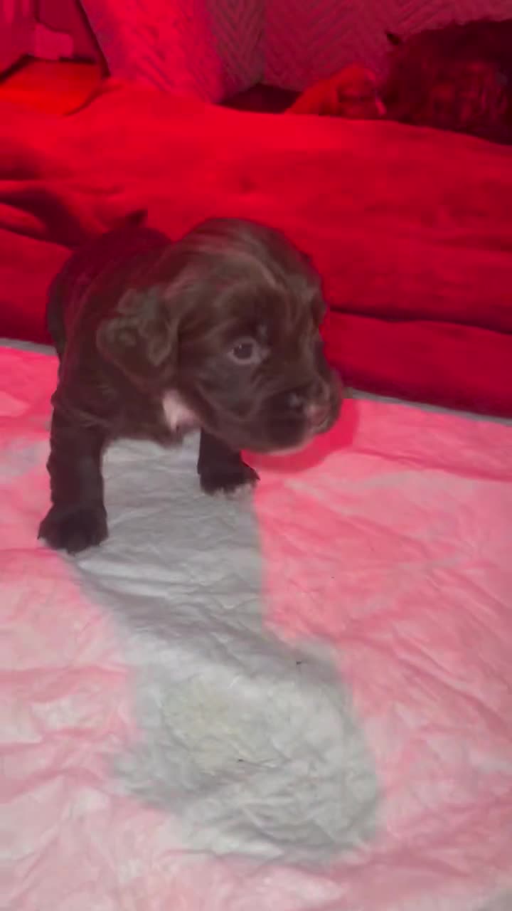 Cocker Spaniel dogs for sale: Kc registered working cocker spaniel puppies - Video 1