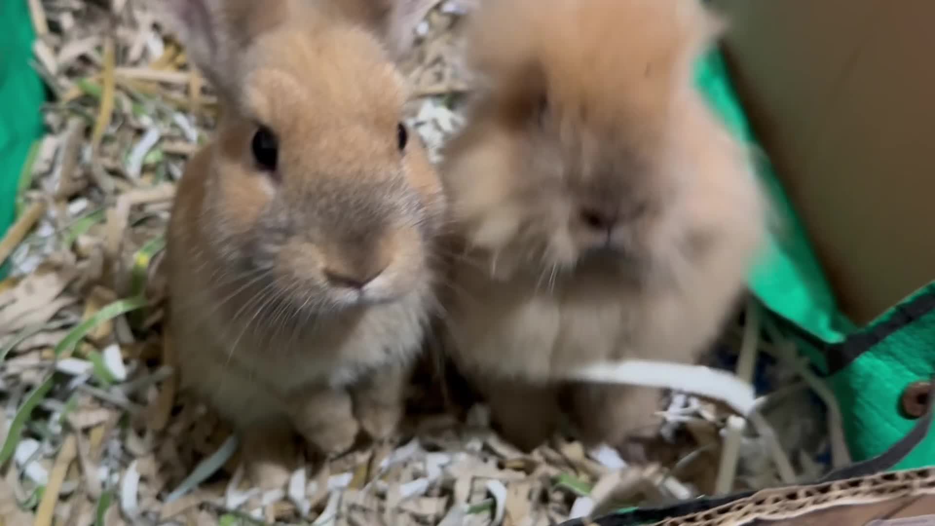 Lionhead rabbits for sale: Double Mane (f)&No Mane(m) Lionhead £50 & £2 - Video 1