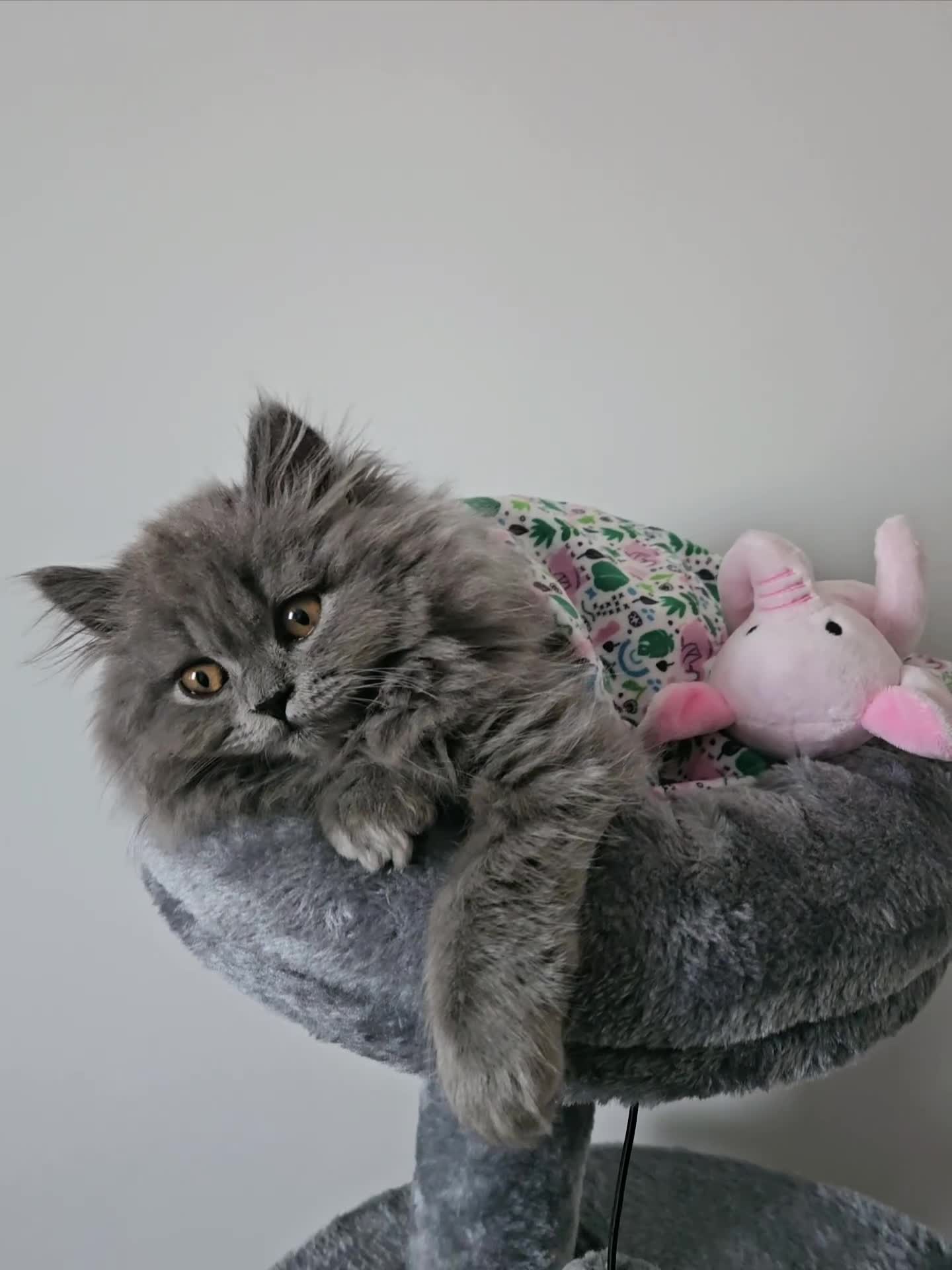 British Longhair cats for sale: Gorgeous GCCF long-haired British girl  - Video 1