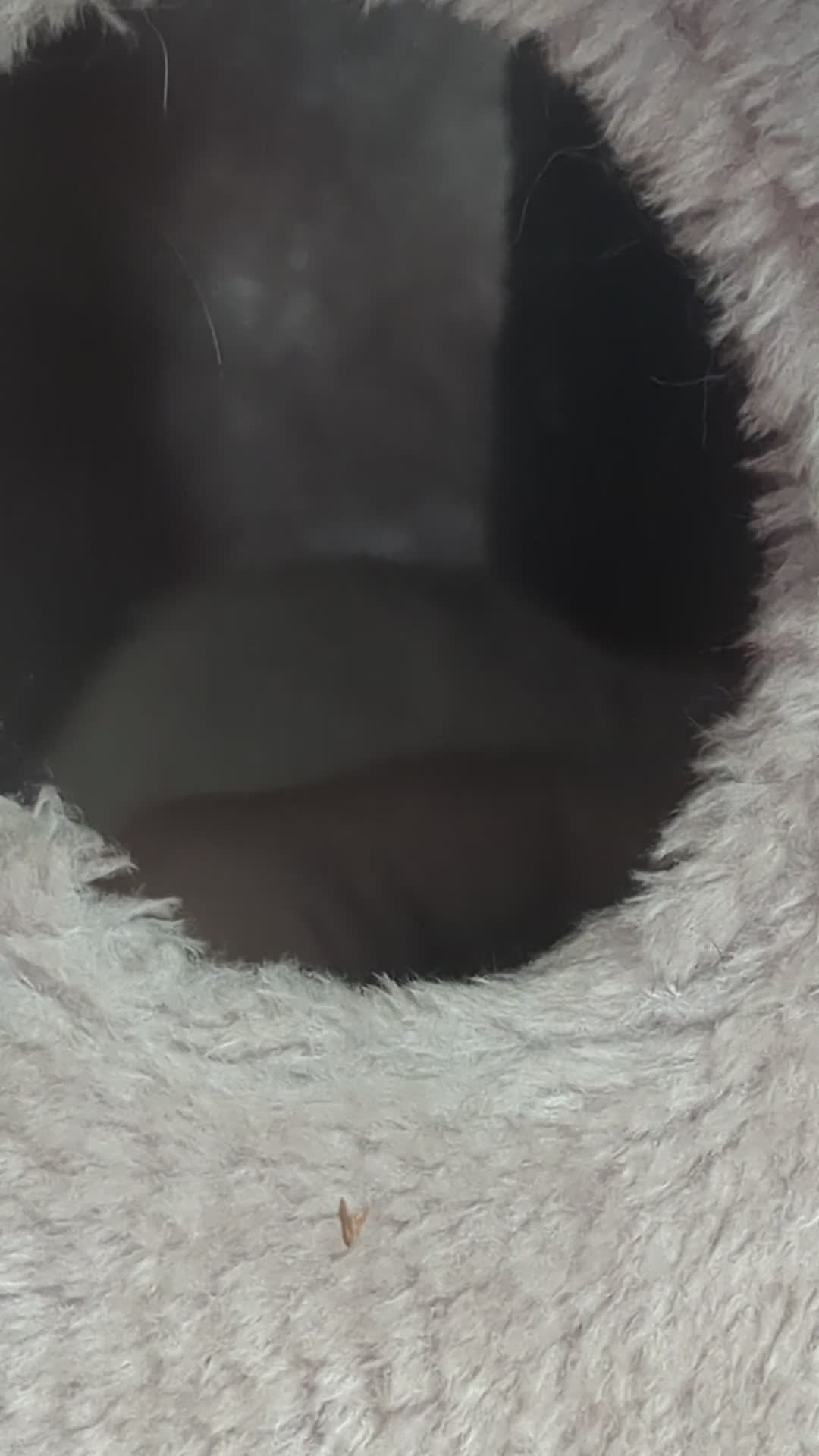 Rat rodents for sale: 1 year old female rat looking for friends - Video 1