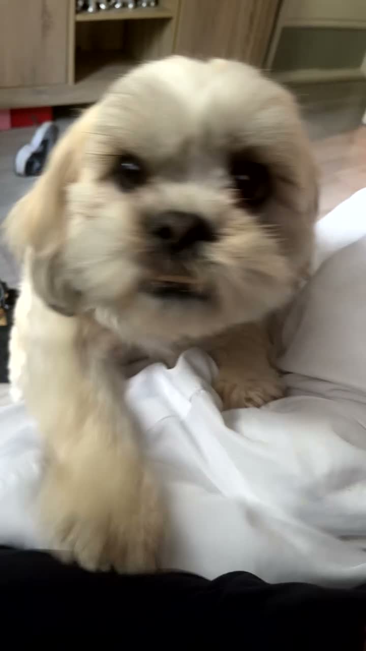 Malshi dogs for sale: Beautiful boy Rio shihtzu/maltese  - Video 3