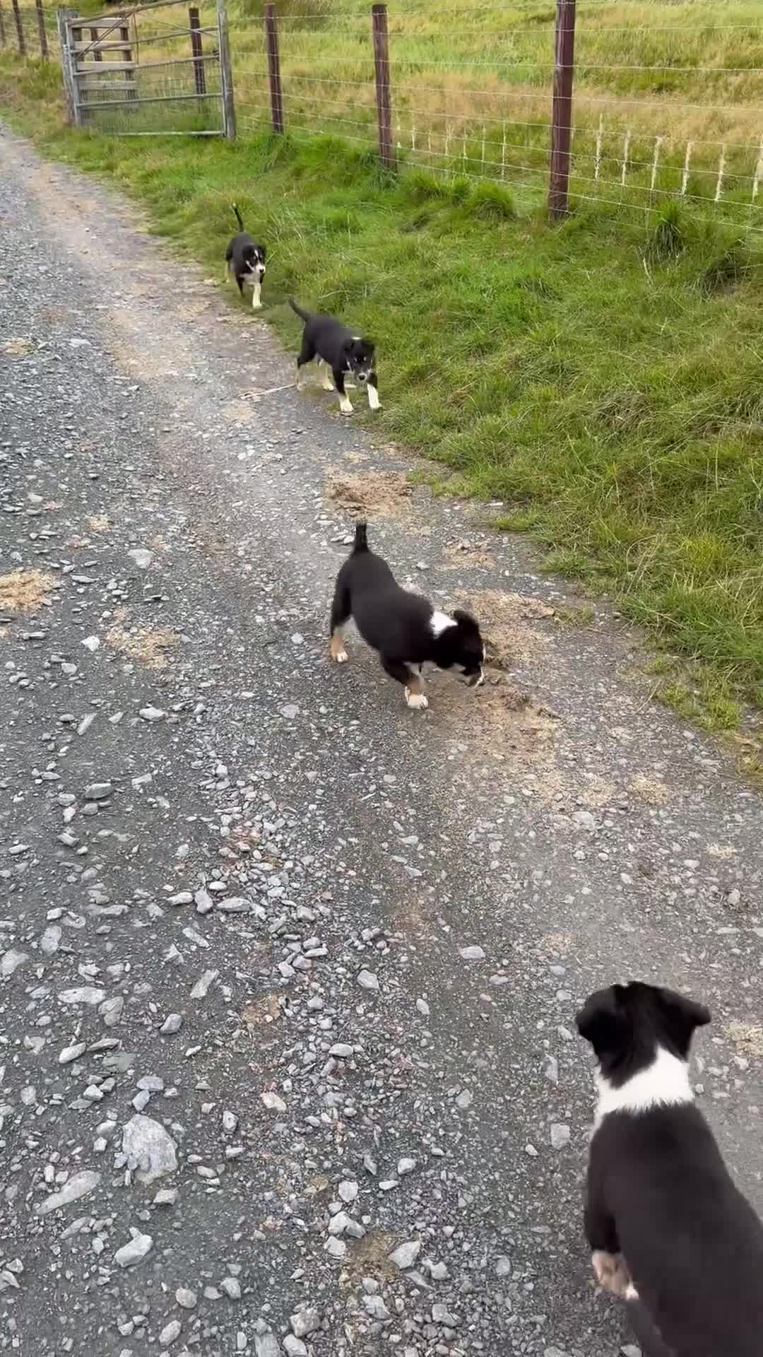 Border Collie dogs for sale: Gorgeous collie puppies  - Video 1