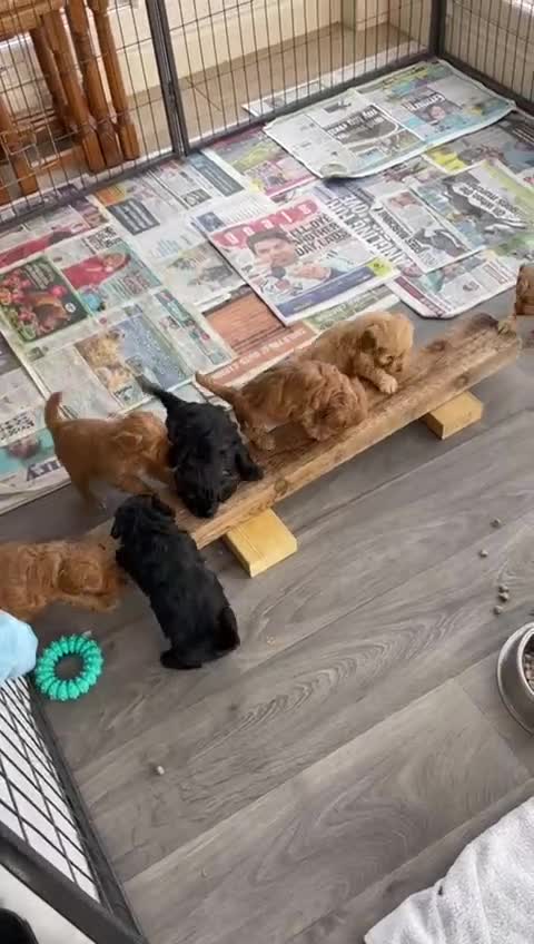 Cockapoo dogs for sale:  Teddy Bear type Cockapoos. - Video 1