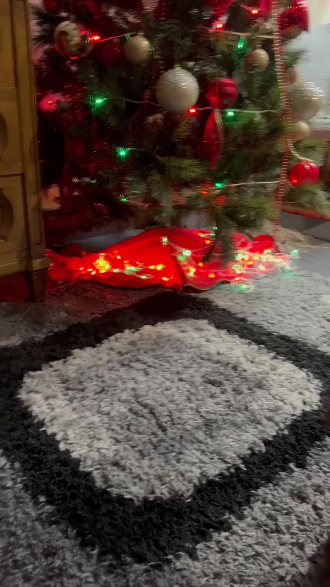 Domestic Shorthair cats for sale: My Tomy - Video 1