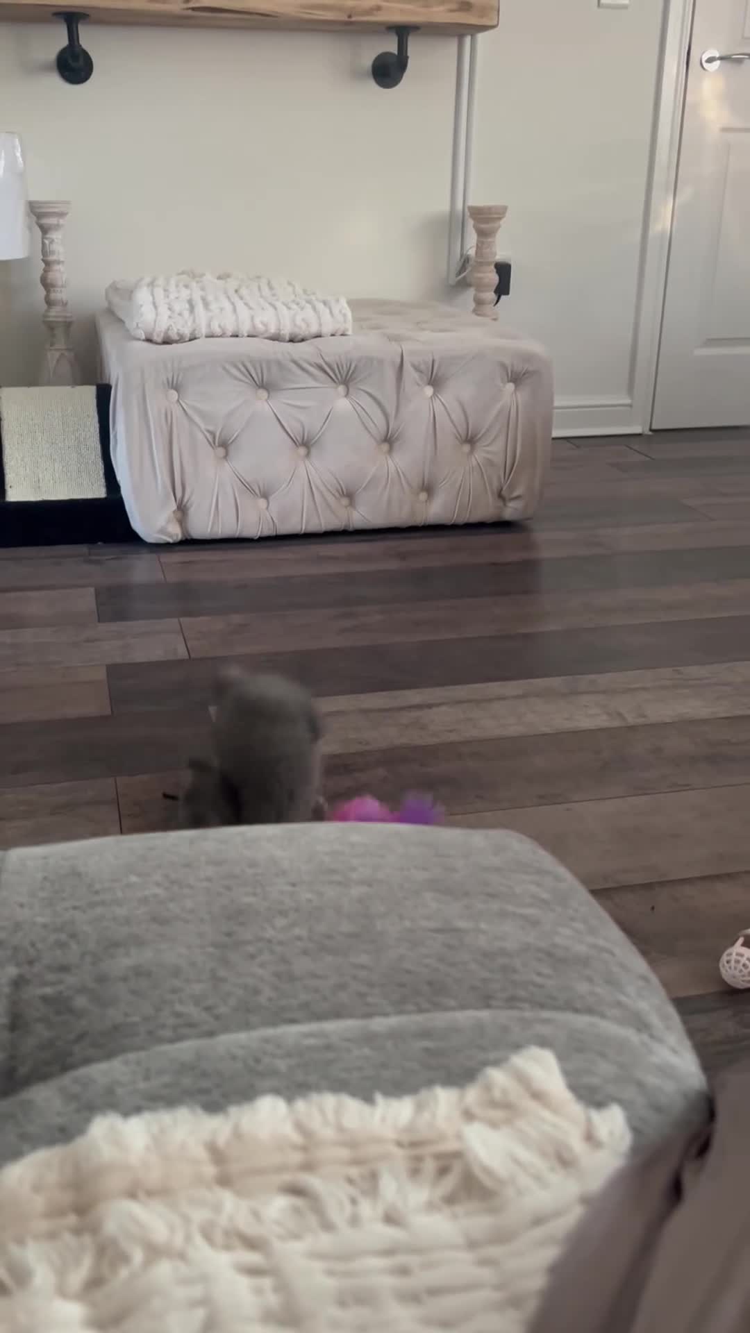 British Shorthair cats for sale: British shorthair  - Video 2