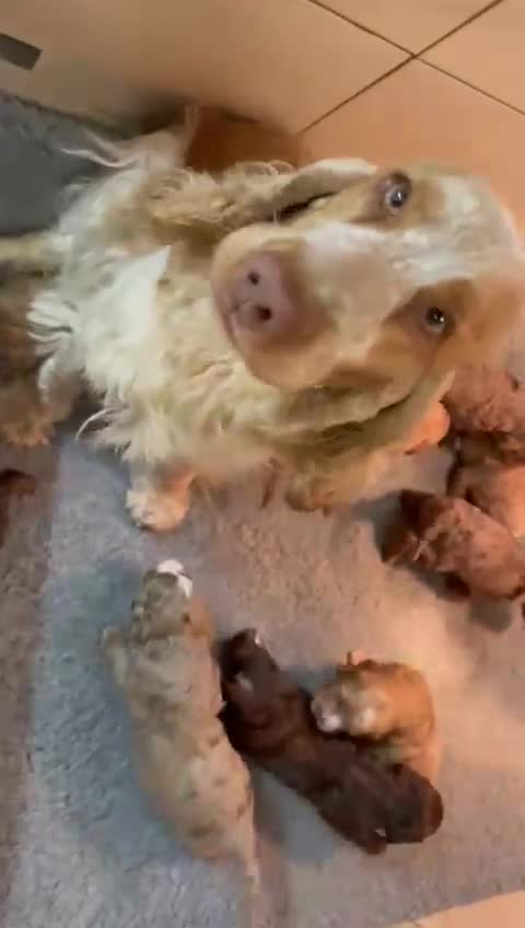 Cockapoo dogs for sale: Stunning F1 cockapoos  - Video 1