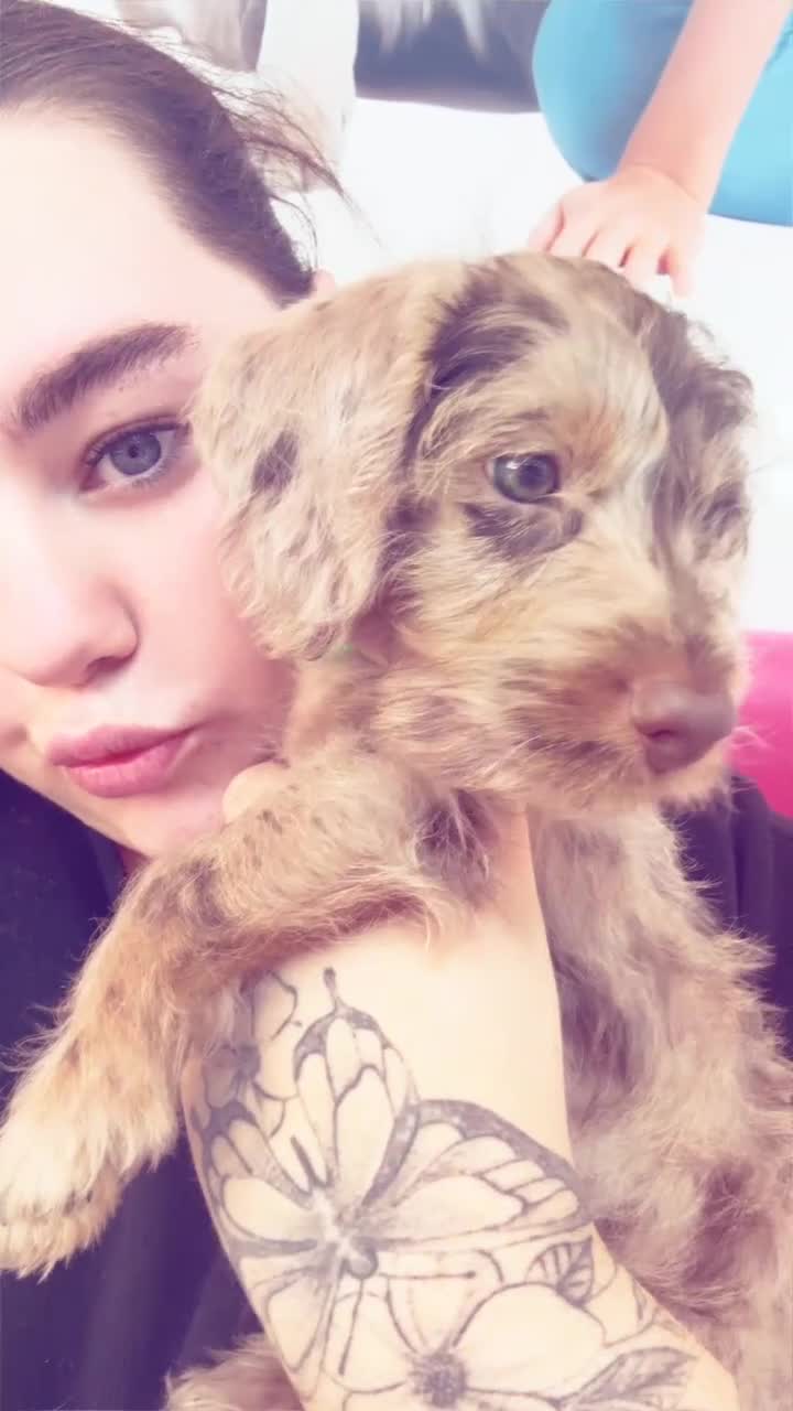 Mixed Breed dogs for sale: Doxiepoos  - Video 1